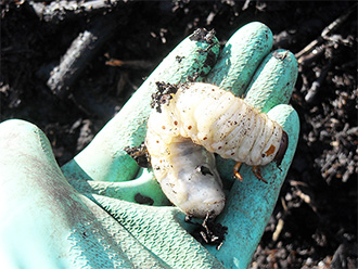 カブト虫の幼虫