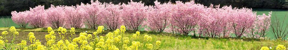 生坂村　桜の季節